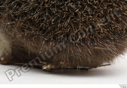  Hedgehog - Erinaceus europaeus # 3 